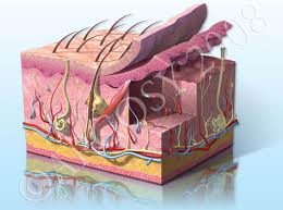Hình ảnh mô tả cấu trúc da